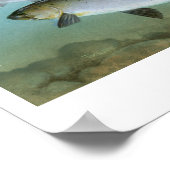 Pazifische Lachsmalerei Druck Poster (Ecke)