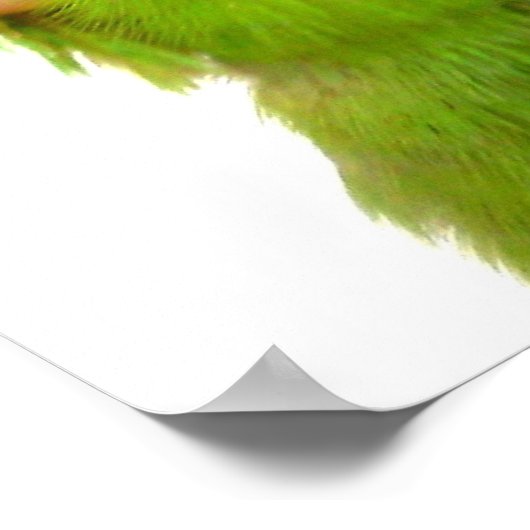 Pazifische Parrotlets Blaue Vögel 36 x 12 Poster (Ecke)