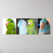 Pazifische Parrotlets Blaue Vögel 36 x 12 Poster (Vorne)
