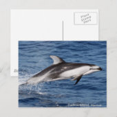 Pazifische weiße mit Seiten versehene Postkarte (Vorne/Hinten)