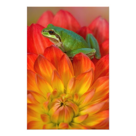 Pazifischer Baumfrosch auf Blume Fotodruck (Vorne)