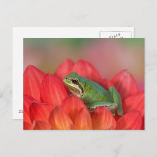 Pazifischer Baumfrosch auf Blume im Garten Postkarte (Vorne/Hinten)