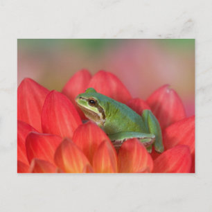 Pazifischer Baumfrosch auf Blume im Garten Postkarte