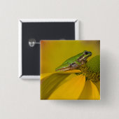 Pazifischer Baumfrosch auf Blume in unserem Garten Button (Vorne & Hinten)