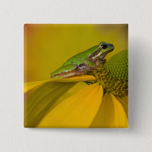 Pazifischer Baumfrosch auf Blume in unserem Garten Button (Vorderseite)