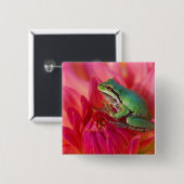 Pazifischer Baumfrosch auf Blume in unserem Garten Button (Vorne & Hinten)