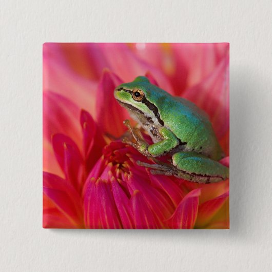 Pazifischer Baumfrosch auf Blume in unserem Garten Button (Vorderseite)