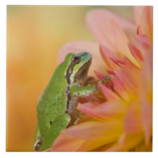 Pazifischer Baumfrosch auf Blume in unserem Garten Fliese (Vorderseite)