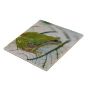 Pazifischer Baumfrosch auf Blume in unserem Garten Fliese (Seite)