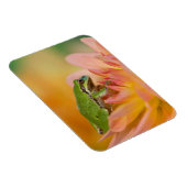 Pazifischer Baumfrosch auf Blume in unserem Garten Magnet (Rechte Seite)