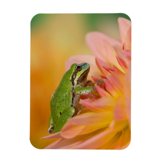 Pazifischer Baumfrosch auf Blume in unserem Garten Magnet (Vertikal)