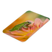 Pazifischer Baumfrosch auf Blume in unserem Garten Magnet (Linke Seite)