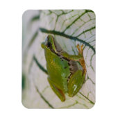 Pazifischer Baumfrosch auf Blume in unserem Garten Magnet (Vertikal)