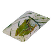 Pazifischer Baumfrosch auf Blume in unserem Garten Magnet (Linke Seite)