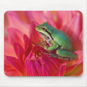 Pazifischer Baumfrosch auf Blume in unserem Garten Mousepad