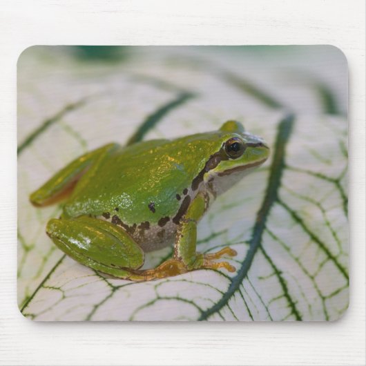 Pazifischer Baumfrosch auf Blume in unserem Garten Mousepad (Vorne)
