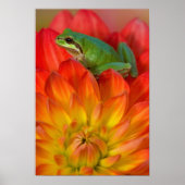 Pazifischer Baumfrosch auf Blume in unserem Garten Poster (Vorne)