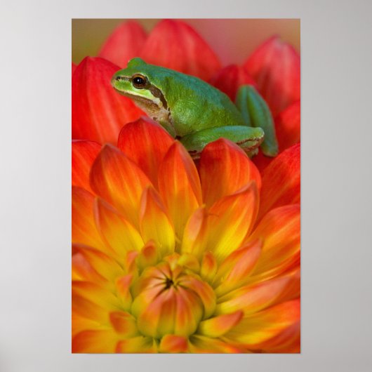 Pazifischer Baumfrosch auf Blume in unserem Garten Poster (Vorne)