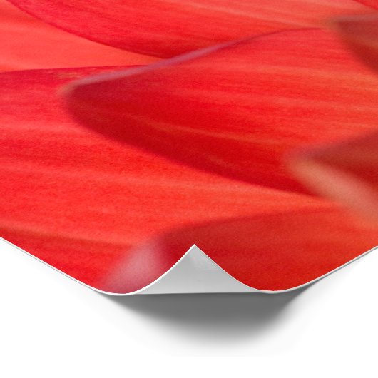 Pazifischer Baumfrosch auf Blume in unserem Garten Poster (Ecke)