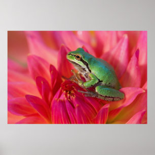 Pazifischer Baumfrosch auf Blume in unserem Garten Poster