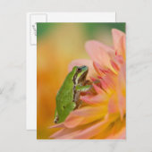 Pazifischer Baumfrosch auf Blume in unserem Garten Postkarte (Vorne/Hinten)