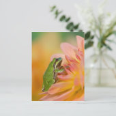 Pazifischer Baumfrosch auf Blume in unserem Garten Postkarte (Stehend Vorderseite)