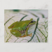 Pazifischer Baumfrosch auf Blume in unserem Garten Postkarte (Vorderseite)
