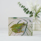 Pazifischer Baumfrosch auf Blume in unserem Garten Postkarte (Stehend Vorderseite)