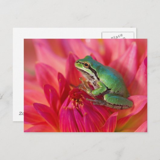 Pazifischer Baumfrosch auf Blume in unserem Garten Postkarte (Vorne/Hinten)