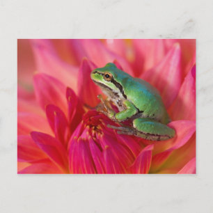 Pazifischer Baumfrosch auf Blume in unserem Garten Postkarte