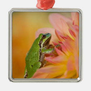 Pazifischer Baumfrosch auf Blume in unserem Garten Silbernes Ornament