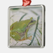 Pazifischer Baumfrosch auf Blume in unserem Garten Silbernes Ornament (Links)