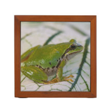 Pazifischer Baumfrosch auf Blume in unserem Garten