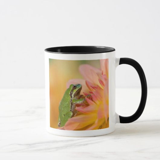 Pazifischer Baumfrosch auf Blume in unserem Garten Tasse (Rechts)