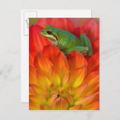 Pazifischer Baumfrosch auf Blume Postkarte (Vorne/Hinten)