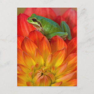 Pazifischer Baumfrosch auf Blume Postkarte