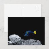 Pazifischer Blauer Tang Postkarte (Vorne/Hinten)