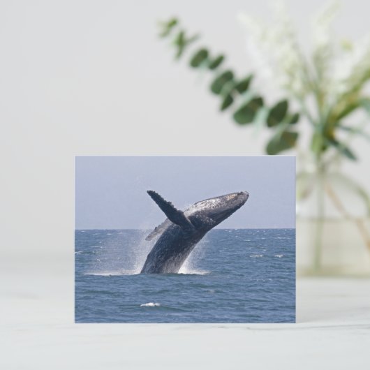 Pazifischer Buckelwal.. Postkarte (Stehend Vorderseite)