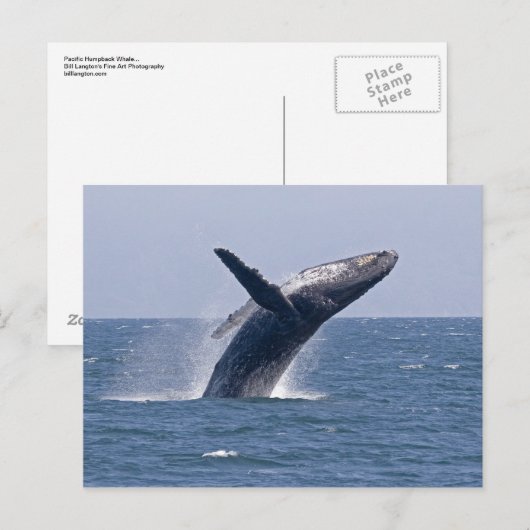 Pazifischer Buckelwal.. Postkarte (Vorne/Hinten)