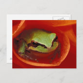 Pazifischer Chorusfrosch in Dahlien. Gutschrift wi Postkarte (Vorne/Hinten)