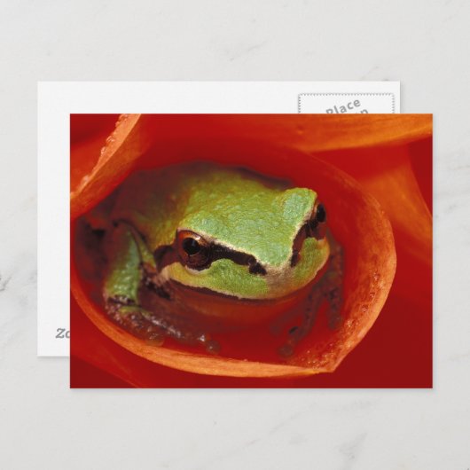 Pazifischer Chorusfrosch in Dahlien. Gutschrift wi Postkarte (Vorne/Hinten)