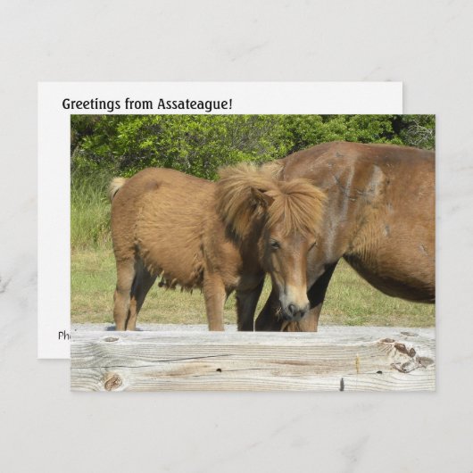 Pazifischer Fohlen Postkarte (Vorne/Hinten)