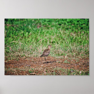 Pazifischer Golden Plover Poster