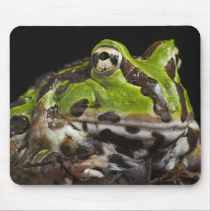 Pazifischer Hornfrosch Ceratophrys stolzmanni) Mousepad