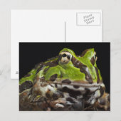 Pazifischer Hornfrosch Ceratophrys stolzmanni) Postkarte (Vorne/Hinten)