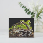 Pazifischer Hornfrosch Ceratophrys stolzmanni) Postkarte (Stehend Vorderseite)