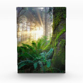 Pazifischer Küstenwald, Oregon Fotoblock (Vorderseite)