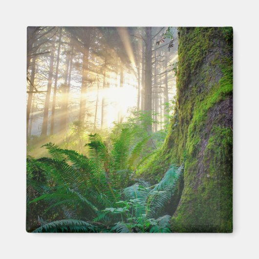 Pazifischer Küstenwald, Oregon Magnet (Vorne)