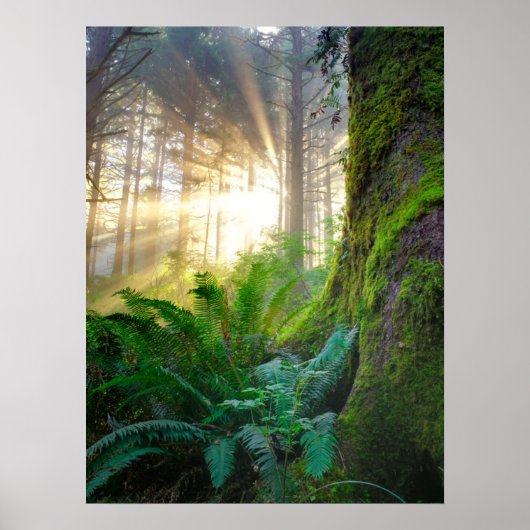 Pazifischer Küstenwald, Oregon Poster (Vorne)