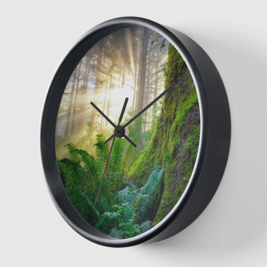 Pazifischer Küstenwald, Oregon Uhr (Winkel)